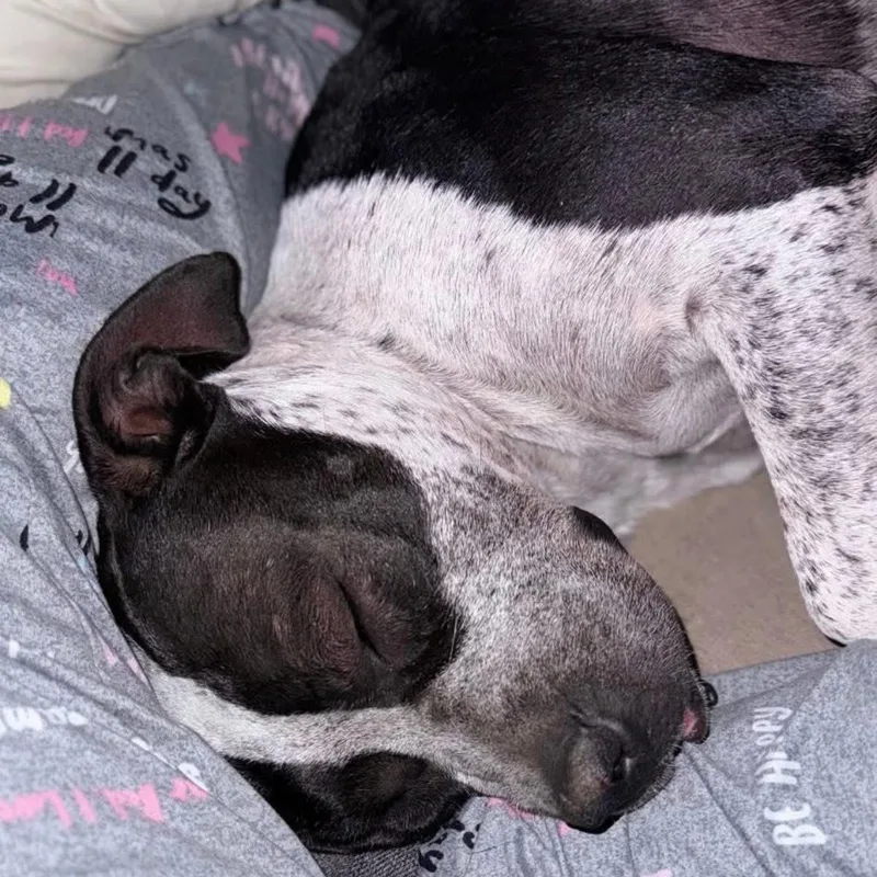 An adult medium-sized female Harlequin Mixed Breed dog named Oreo for adoption in Magnolia, TX