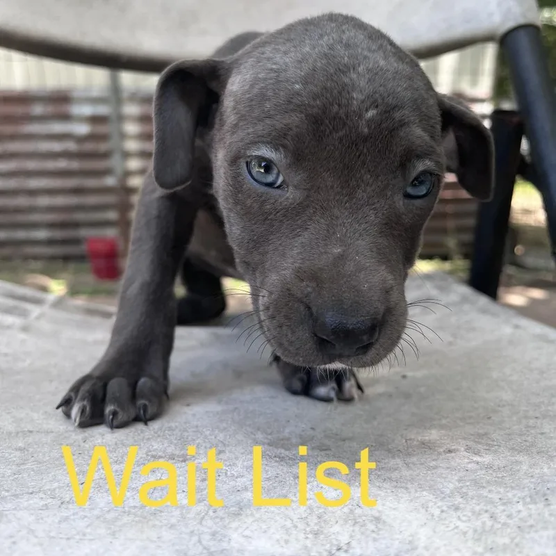 A baby medium-sized female Gray / Blue / Silver American Staffordshire Terrier dog named Harley for adoption in Livingston, TX