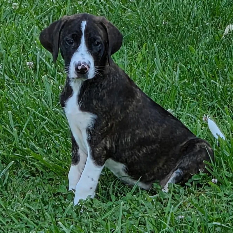 A baby small-sized male Brindle Beagle dog named Cooper Cannon for adoption in Blairsville, GA