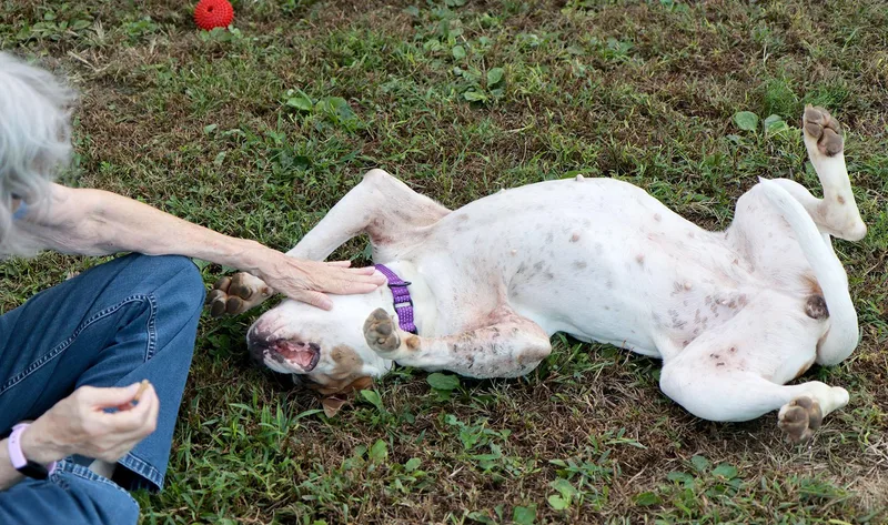 An adult large-sized female American Bulldog dog named Molly for adoption in Kansas City, KS