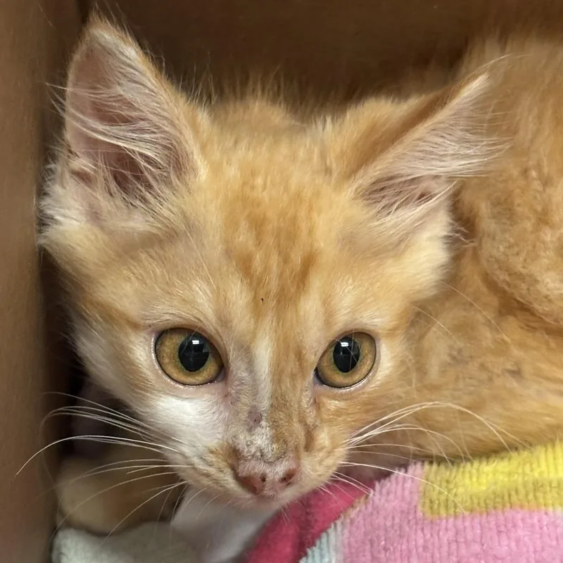 A baby small-sized male Orange / Red Domestic Short Hair cat named Archie for adoption in Jacksonville, FL