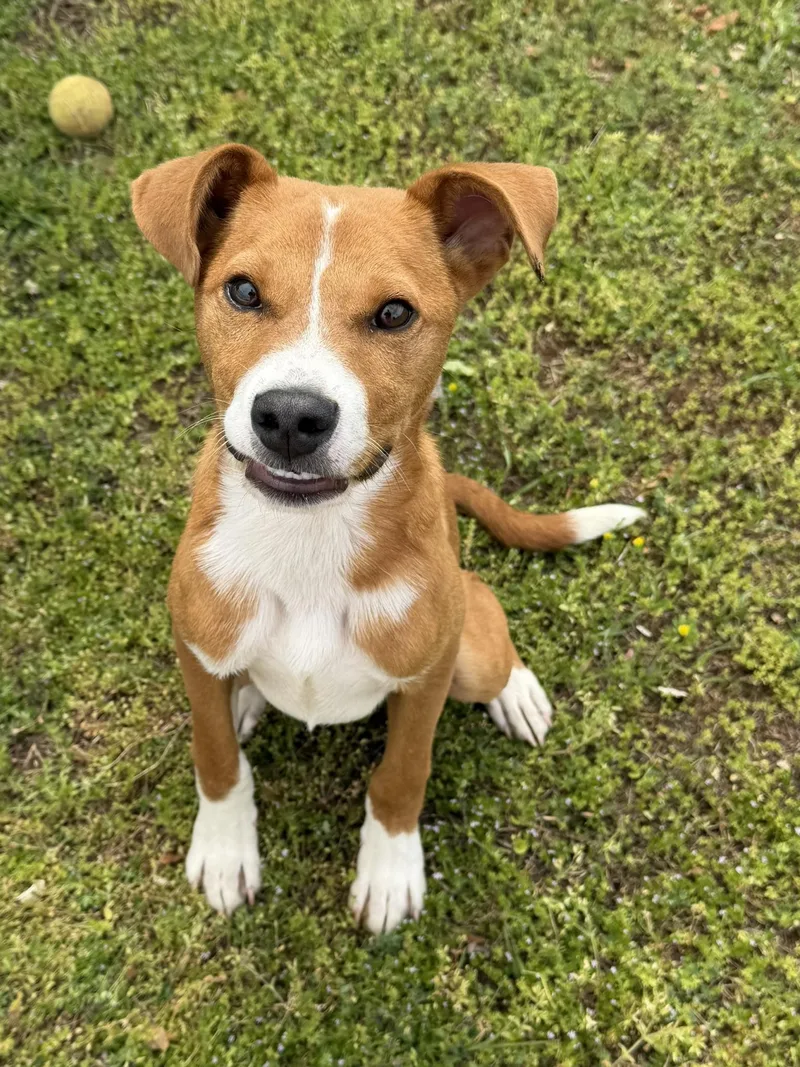 Copper