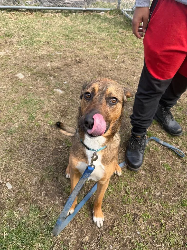 A young medium-sized male Mixed Breed dog named Memphis for adoption in Hyde Park, NY