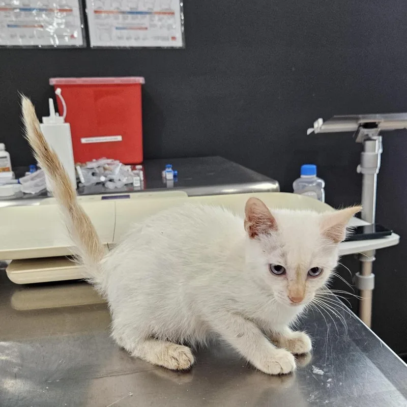 A baby small-sized male White Domestic Short Hair cat named Gulliver for adoption in Livingston, TX