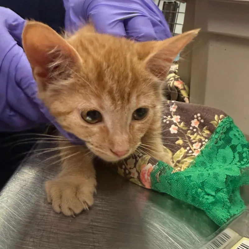 A baby small-sized female Orange / Red Domestic Medium Hair cat named Binxie for adoption in Charleston, WV