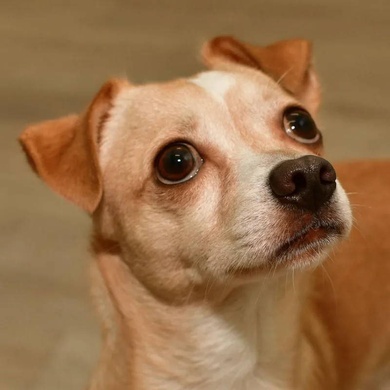 An adult small-sized male Yellow / Tan / Blond / Fawn Chihuahua dog named Mickey for adoption in Ottawa, KS