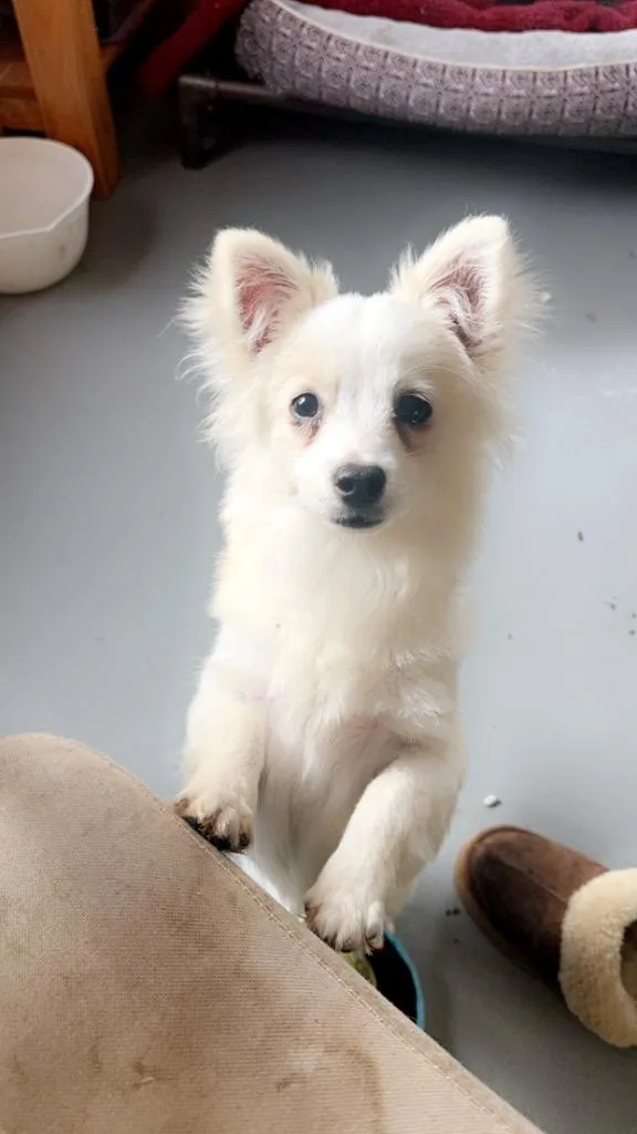 A young small-sized male Pomeranian dog named Aspen for adoption in Lawrenceburg, TN