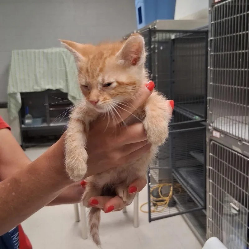 A baby small-sized male Orange / Red Domestic Short Hair cat named ZestC for adoption in East Saint Louis, IL