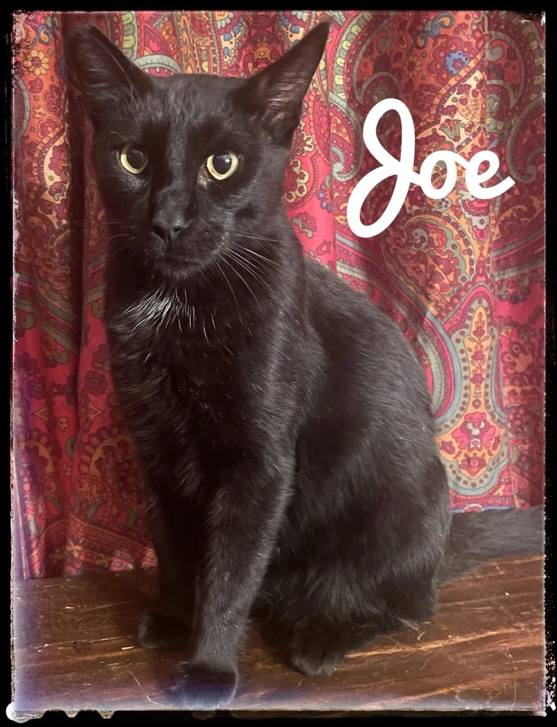 An adult large-sized male Domestic Short Hair cat named Joe for adoption in El Cajon, CA