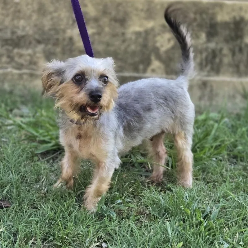 An adult small-sized female Bicolor Yorkshire Terrier dog named Ann for adoption in Mansfield, TX