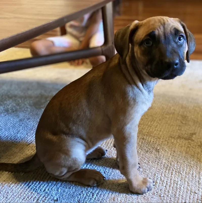 Butternut Squash thumbnail 2