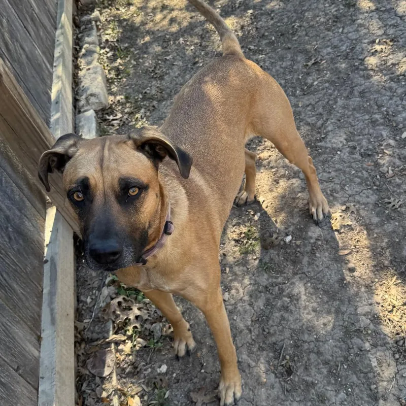 Butternut Squash thumbnail 3