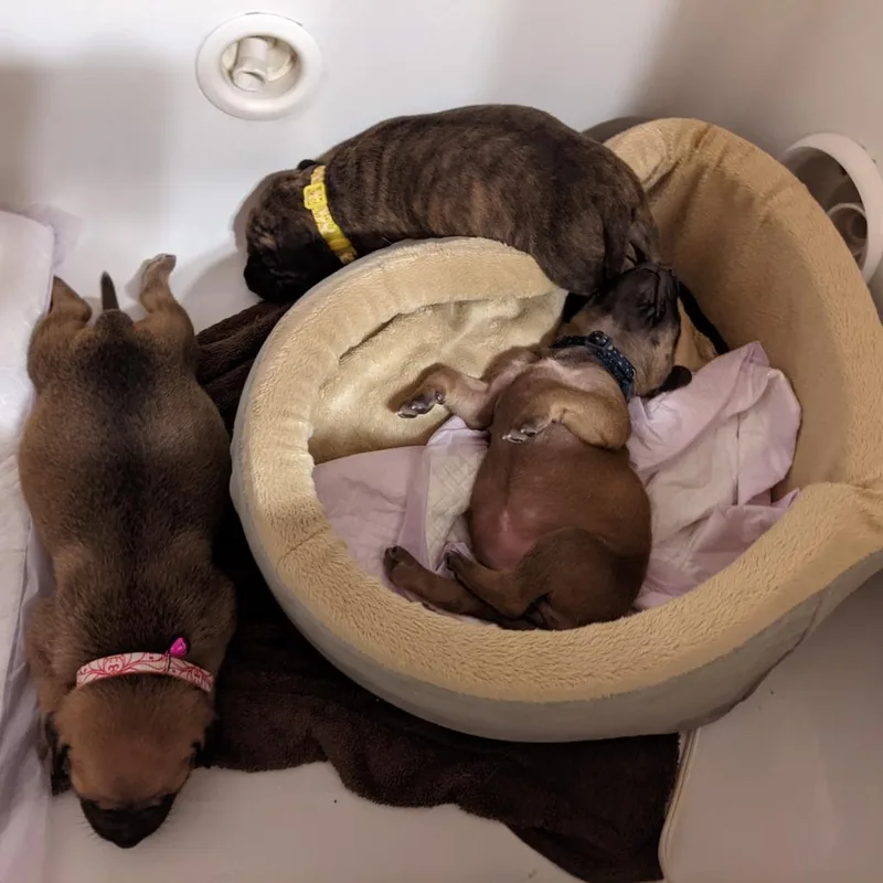 Butternut Squash thumbnail 4