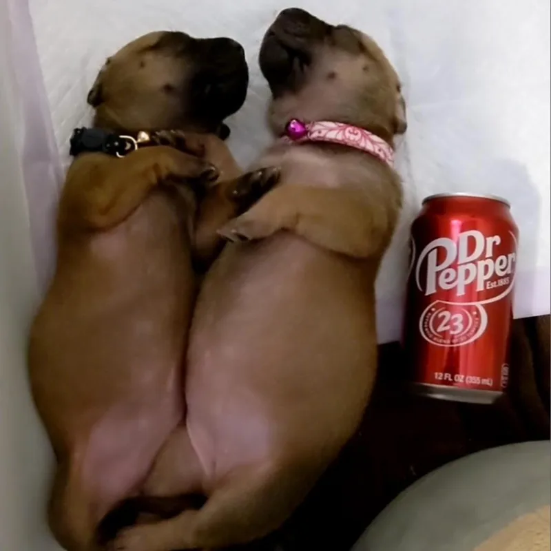 Butternut Squash thumbnail 5