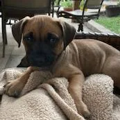 Butternut Squash thumbnail 6