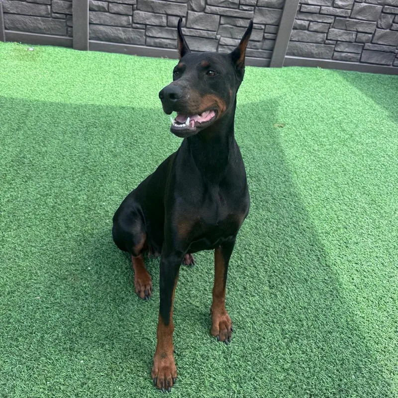 A young medium-sized female Doberman Pinscher dog named Yailenys for adoption in LOXAHATCHEE, FL