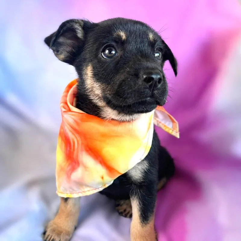 A baby small-sized female Black Australian Kelpie dog named Agatha for adoption in Boerne, TX
