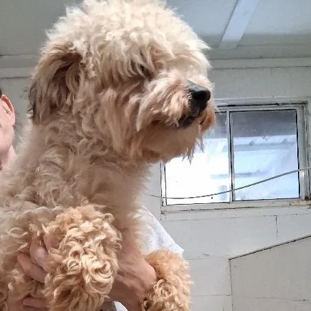 An adult medium-sized male Poodle dog named Georgi for adoption in Seymour, IN