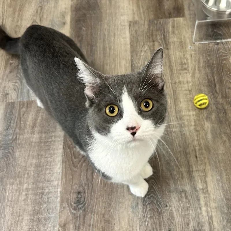 An adult large-sized male Gray / Blue / Silver Domestic Short Hair cat named Carter for adoption in Huntsville, AL