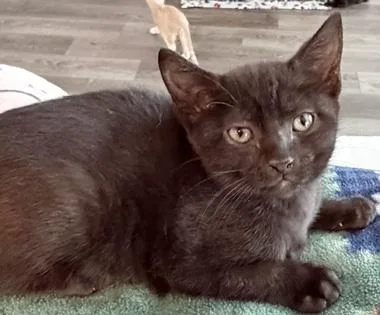 A baby medium-sized male Black Domestic Short Hair cat named Woodstock W for adoption in North Highlands, CA