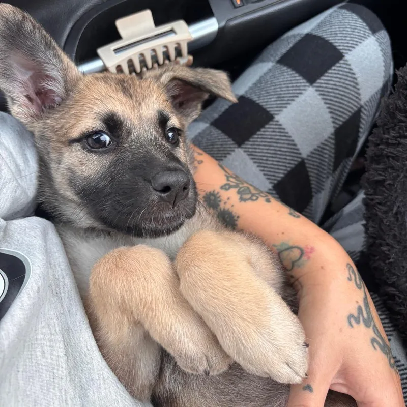 A baby small-sized female Yellow / Tan / Blond / Fawn Mixed Breed dog named Midas for adoption in Buffalo, MN