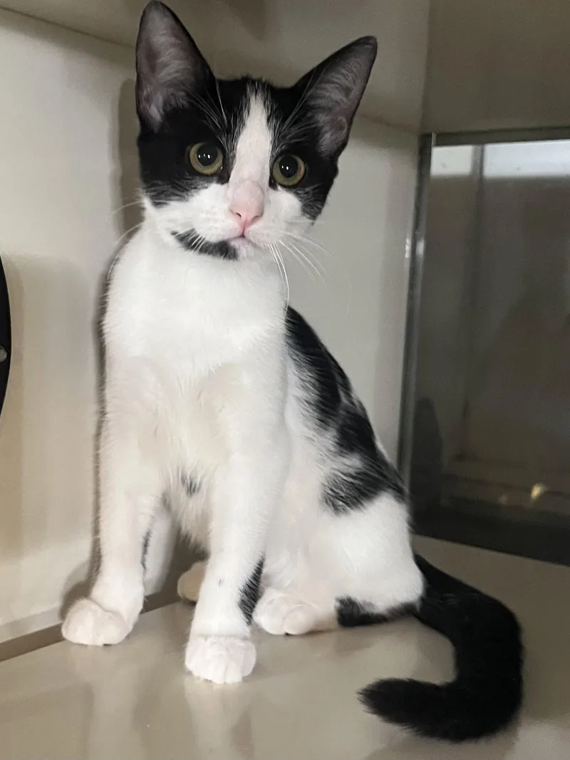 A young medium-sized female Black & White / Tuxedo Domestic Short Hair cat named Gin for adoption in Hammond, LA