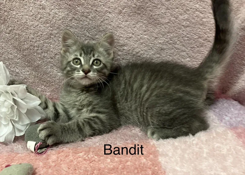Bandit thumbnail 3