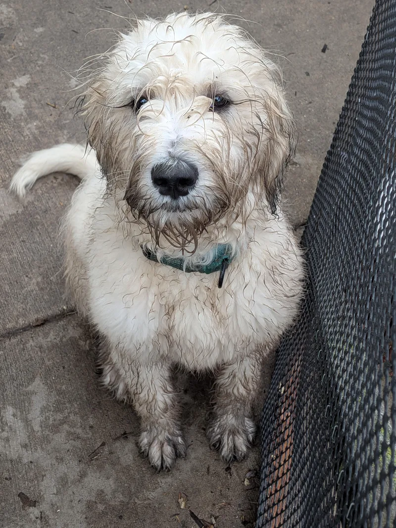 A young large-sized female White / Cream Mixed Breed dog named Lenore for adoption in Kenosha, WI