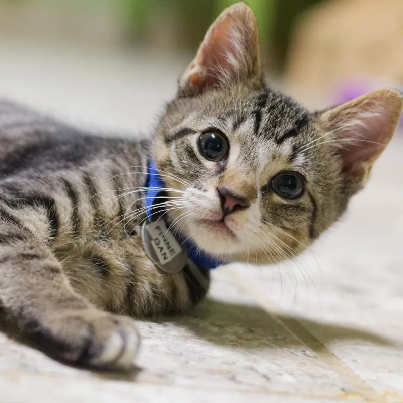 A baby medium-sized male Domestic Short Hair cat named Finnigan for adoption in Hot Springs, AR