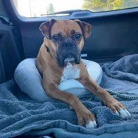 Franklin thumbnail 2