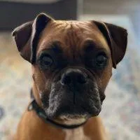 Franklin thumbnail 4