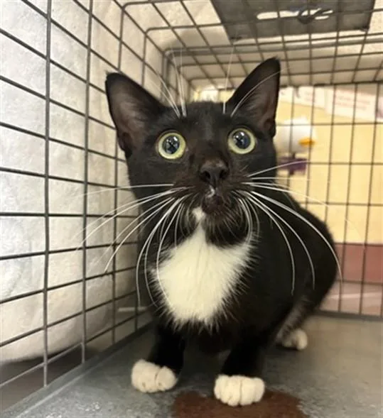 A young medium-sized female Domestic Short Hair cat named Betty for adoption in Fort Myers, FL