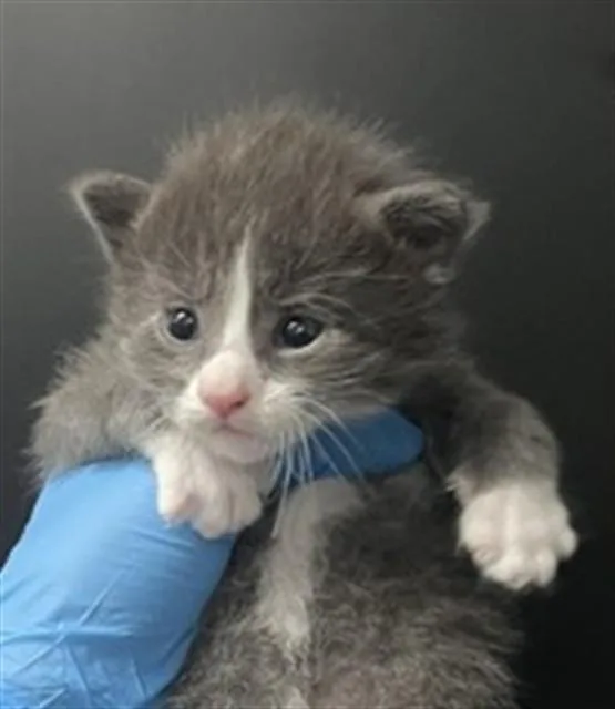 A baby medium-sized female Domestic Short Hair cat named Kelly for adoption in San Bernardino, CA