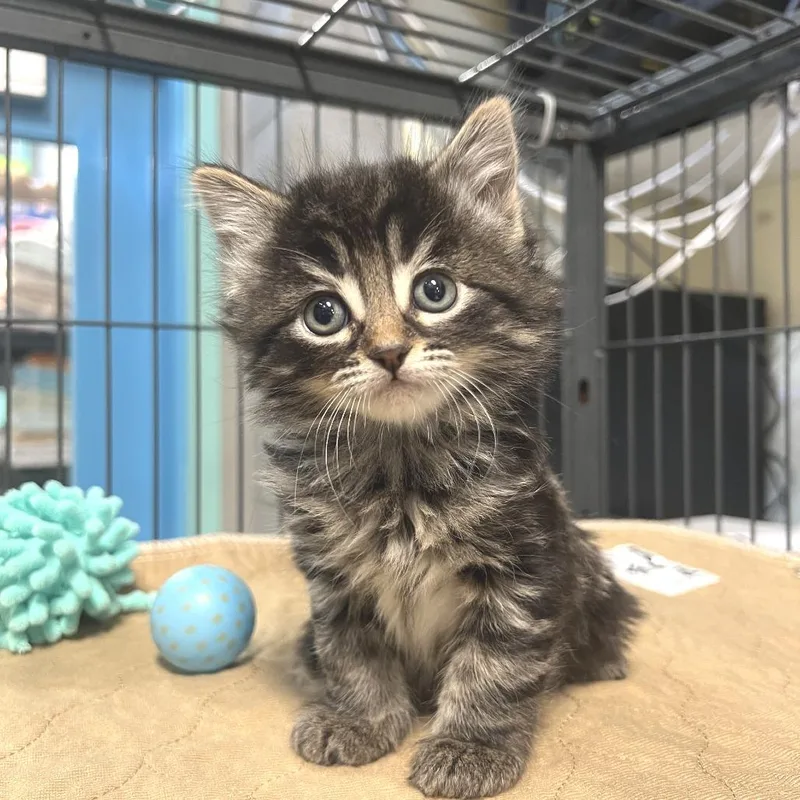 A baby small-sized female Gray / Blue / Silver Domestic Medium Hair cat named Lyra for adoption in Port Townsend, WA