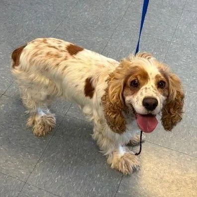 An adult small-sized female White / Cream Cocker Spaniel dog named Meadow for adoption in Long Beach, CA
