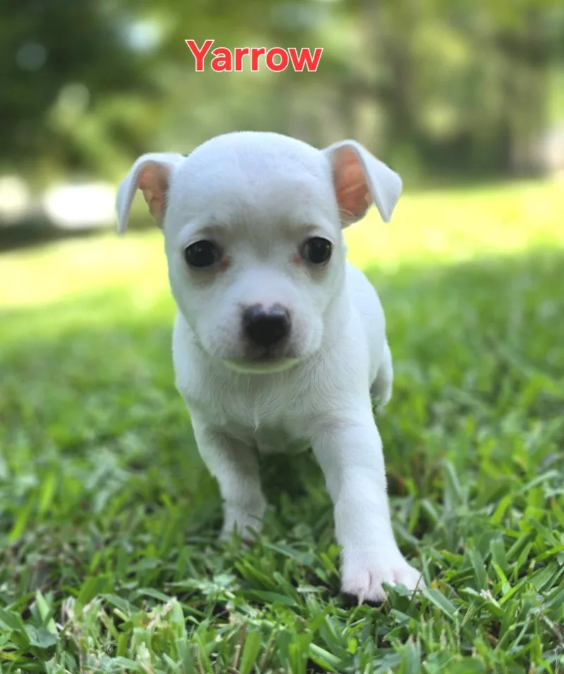 A baby medium-sized female Chihuahua dog named Yarrow for adoption in Alpharetta, GA