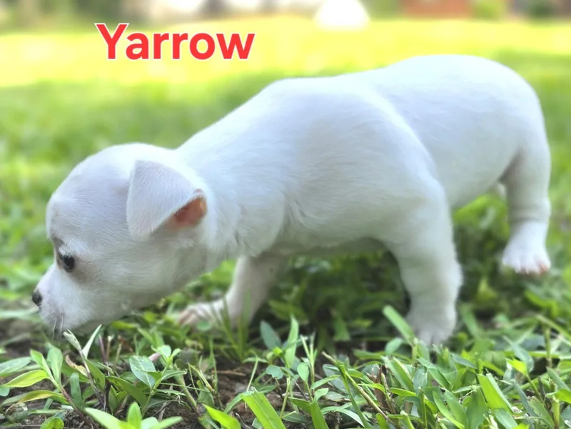 Yarrow thumbnail 2