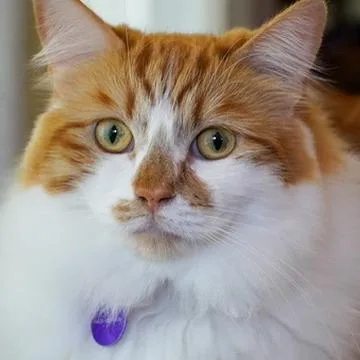 Bruce thumbnail 2