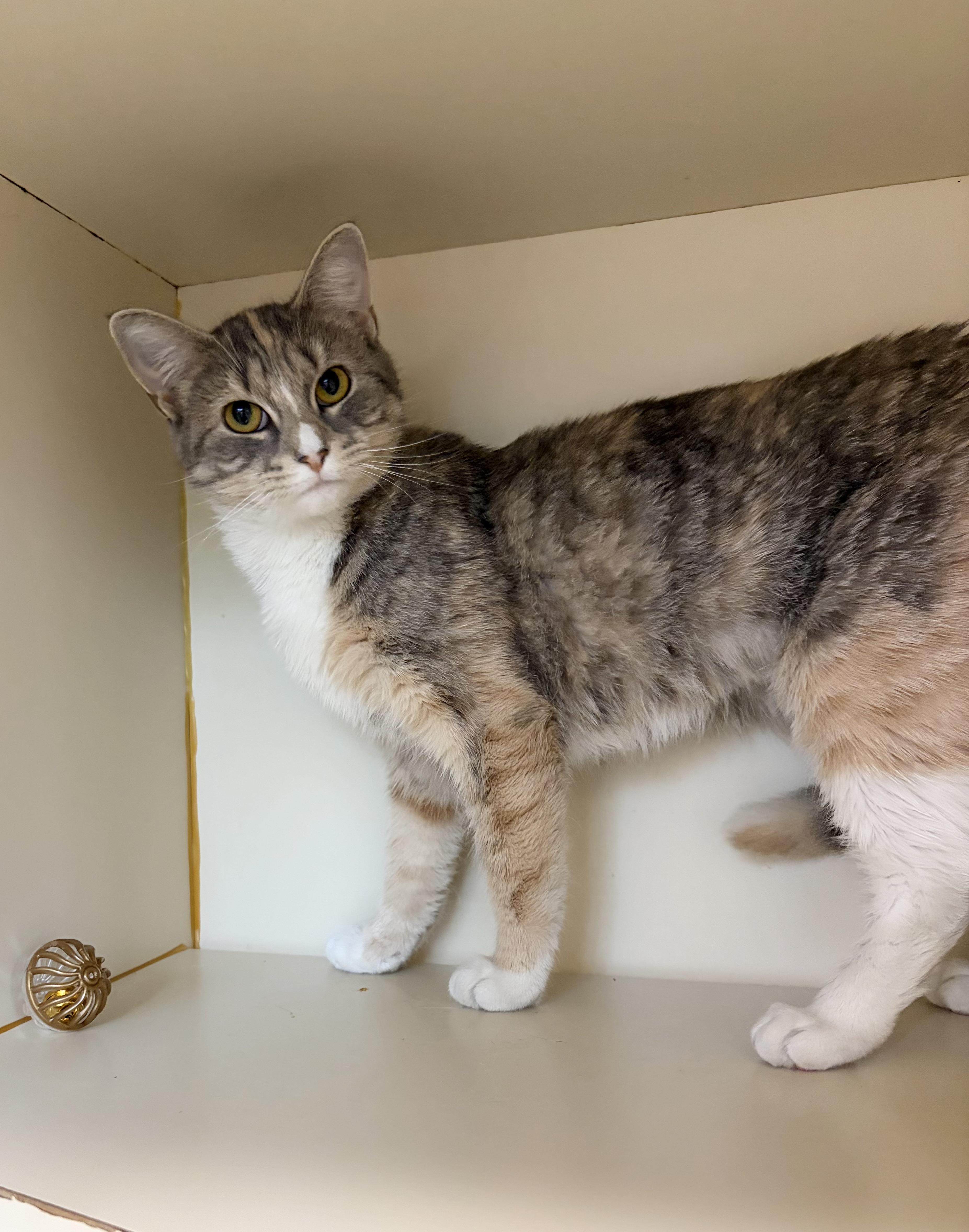 An adult medium-sized female Dilute Tortoiseshell Domestic Short Hair cat named Harla for adoption in Somerset, NJ