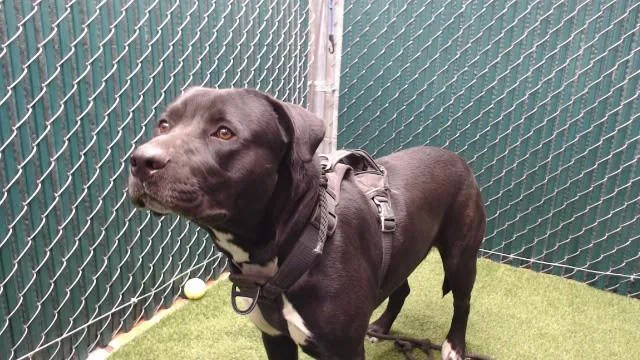 A young large-sized male Labrador Retriever dog named Oreo for adoption in Downey, CA