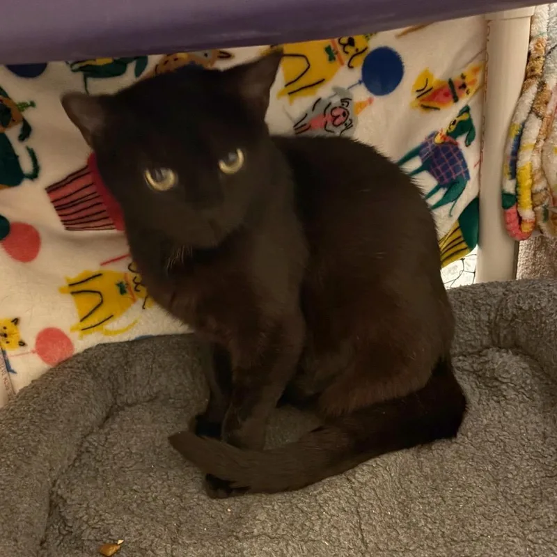 A senior medium-sized female Black Domestic Short Hair cat named Gloria for adoption in Los Angeles, CA