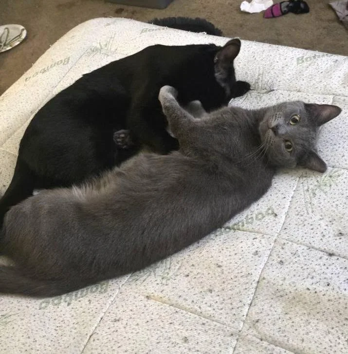 An adult medium-sized male Gray / Blue / Silver Russian Blue cat named Sardine for adoption in Independence, OH