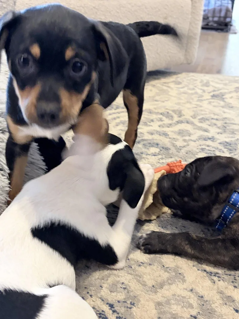 Bailey thumbnail 2