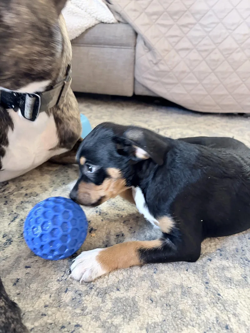 Bailey thumbnail 3