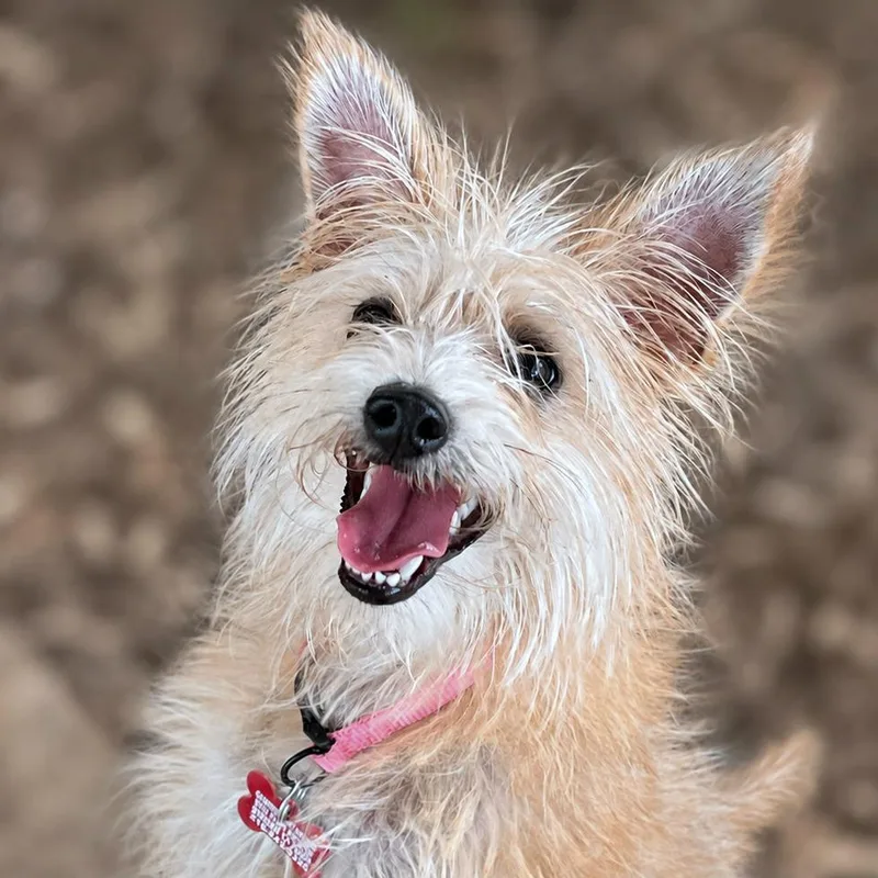 A young small-sized female Yellow / Tan / Blond / Fawn Cairn Terrier dog named Betsy for adoption in Boerne, TX