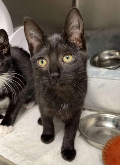 An adult medium-sized female Domestic Short Hair cat named Sally for adoption in Elmira, NY