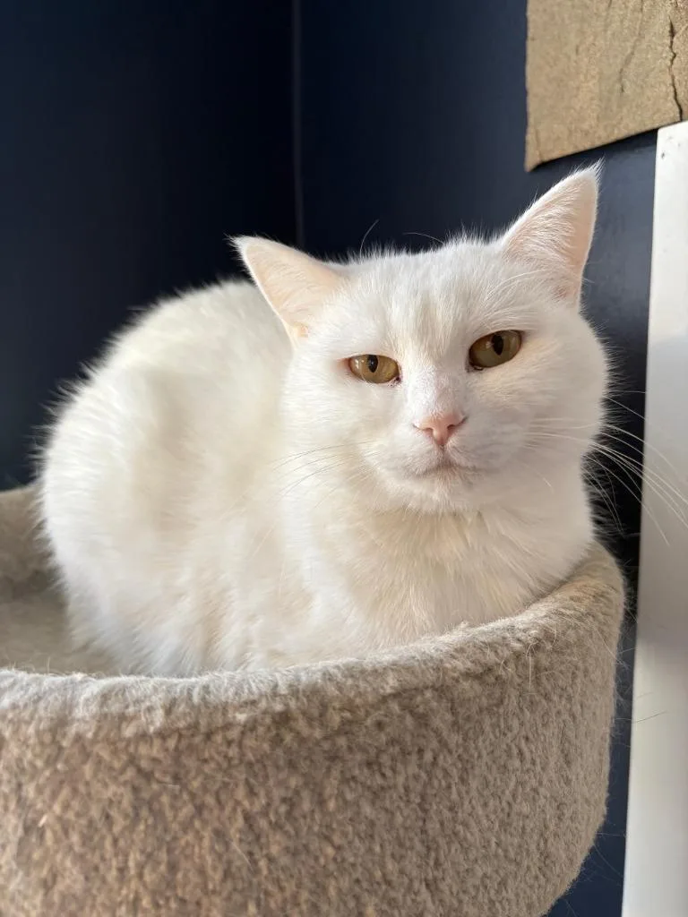 An adult large-sized female Domestic Short Hair cat named Opal  Pearl for adoption in Minneapolis, MN