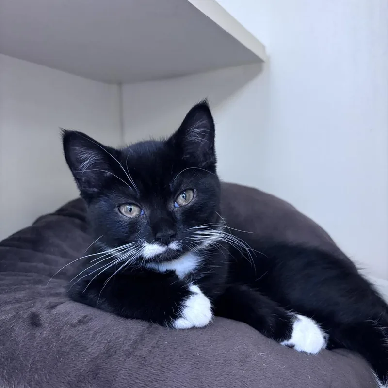 A baby small-sized female Black Domestic Short Hair cat named Chanel for adoption in Newark, DE