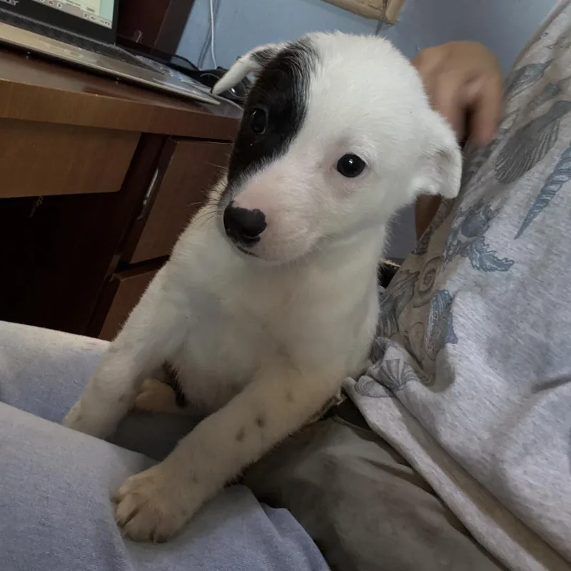 A baby medium-sized female White / Cream Cattle Dog dog named Freya for adoption in Casa Grande, AZ