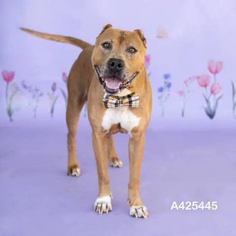 An adult large-sized male Pit Bull Terrier dog named Byron Lee for adoption in Conroe, TX